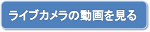 ライブカメラの動画を見る