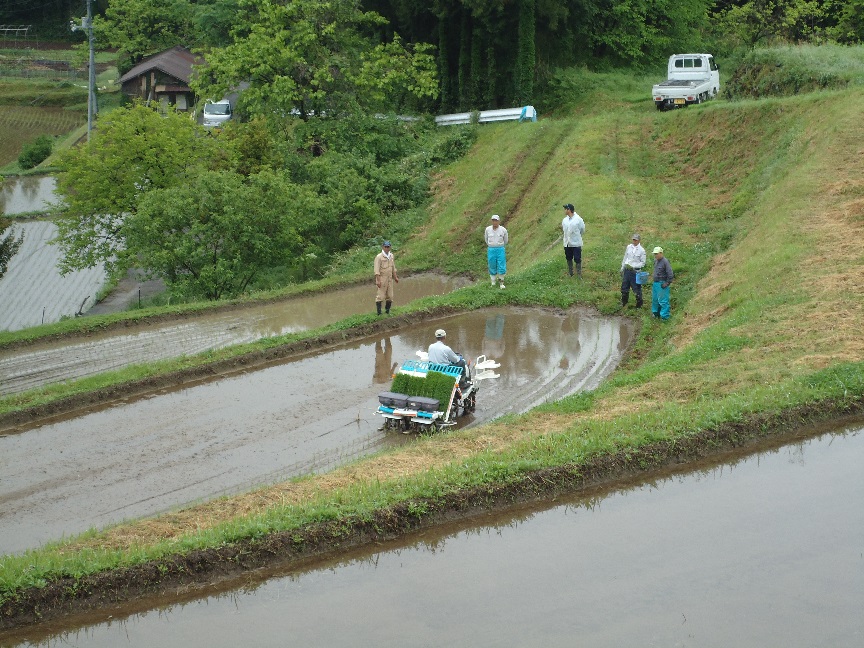 田植え２