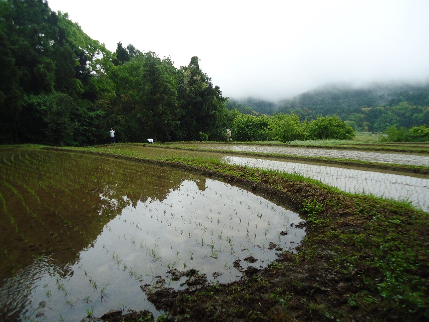 田植え後