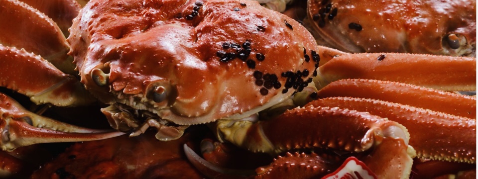 冬の味覚の王者 松葉がに