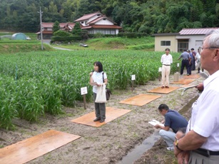 ハトムギ現地圃場