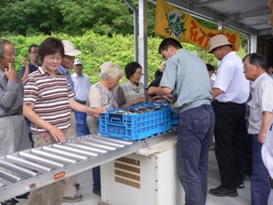 日南町朝採れ野菜出荷風景