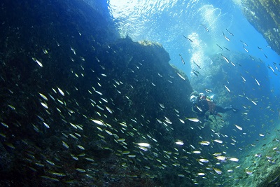 水中写真で体験する海中ジオパーク！｜岩美町公式サイト